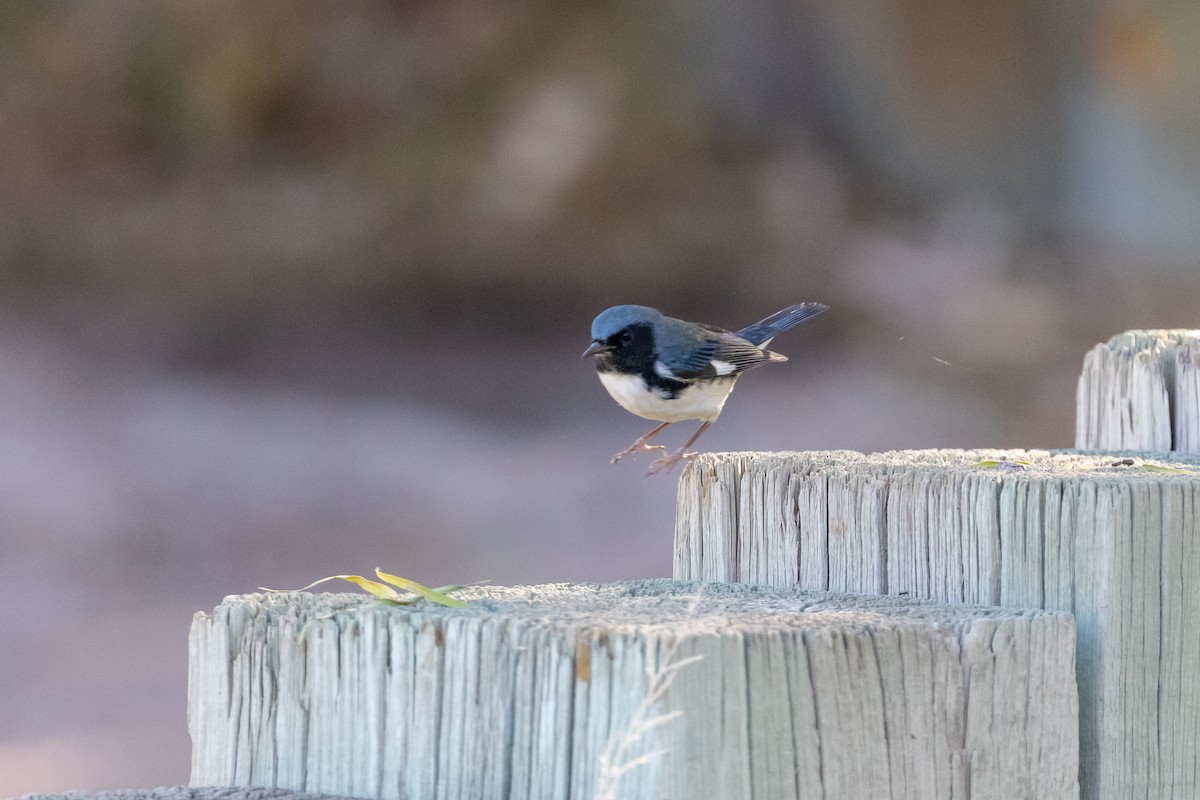 Black-throated Blue Warbler - Mike Andersen