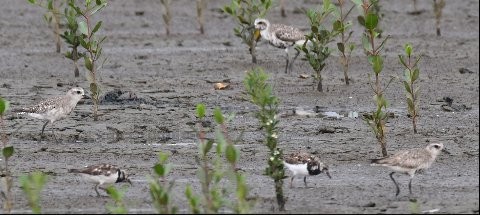 Black-bellied Plover - Paulo Oliveira