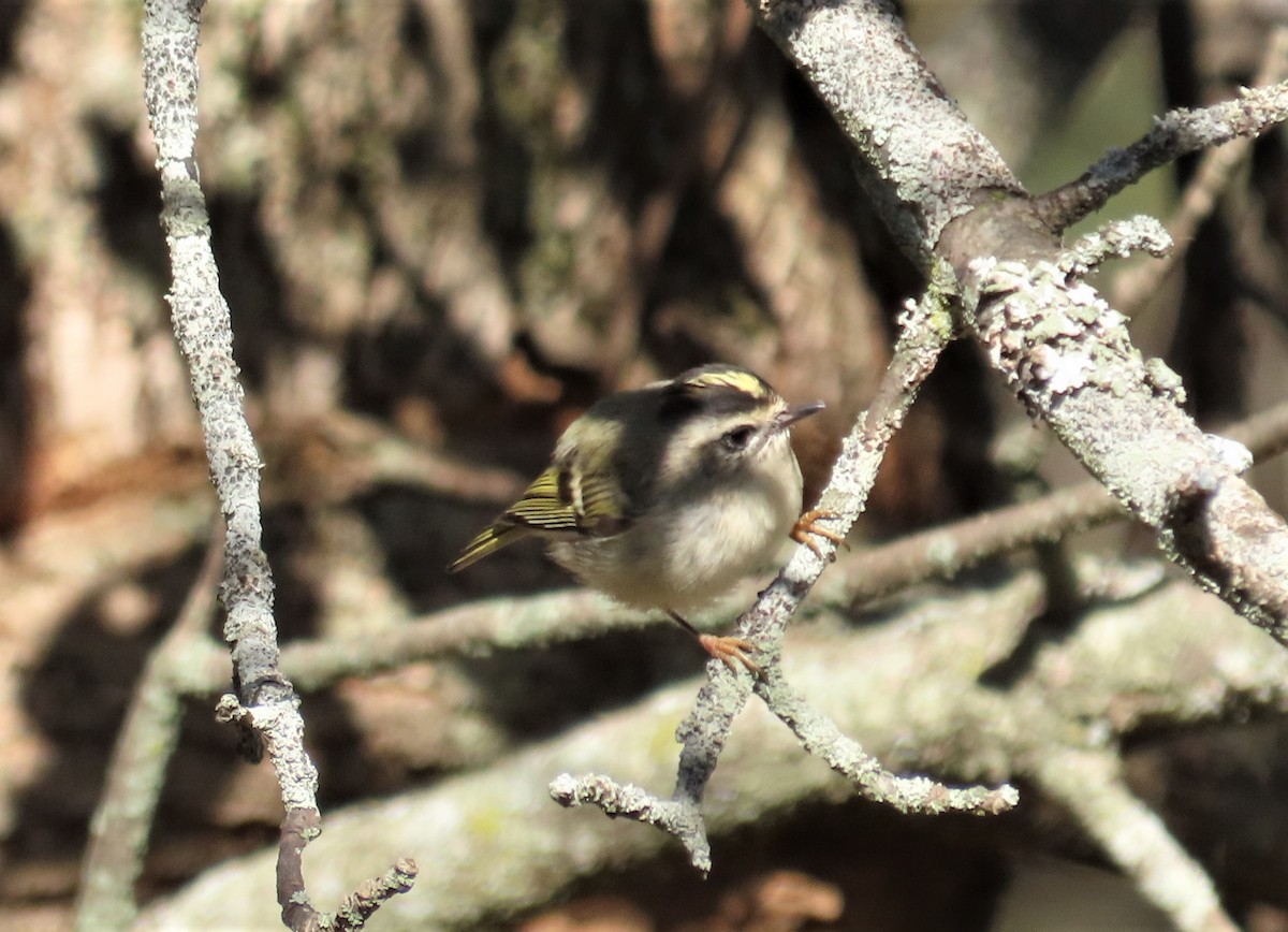 Golden-crowned Kinglet - Michel Bourassa (T-R)