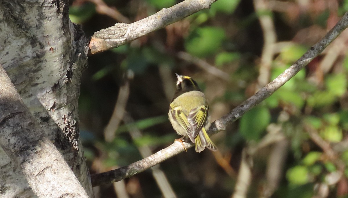 Golden-crowned Kinglet - Michel Bourassa (T-R)