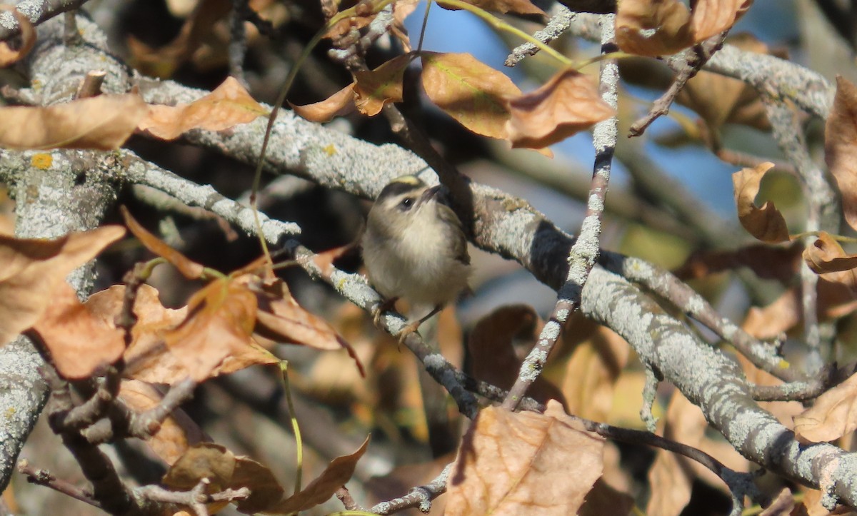 Golden-crowned Kinglet - Michel Bourassa (T-R)