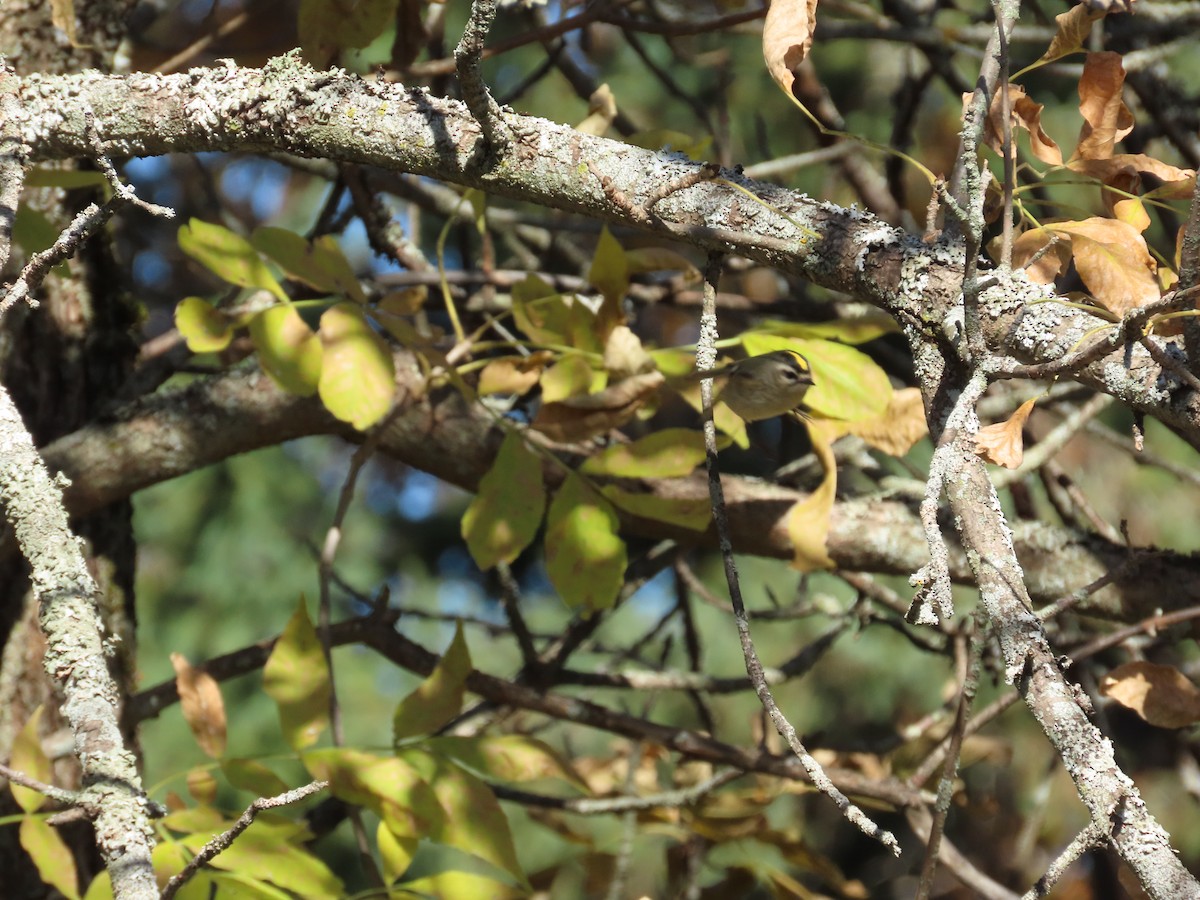 Golden-crowned Kinglet - ML270530261