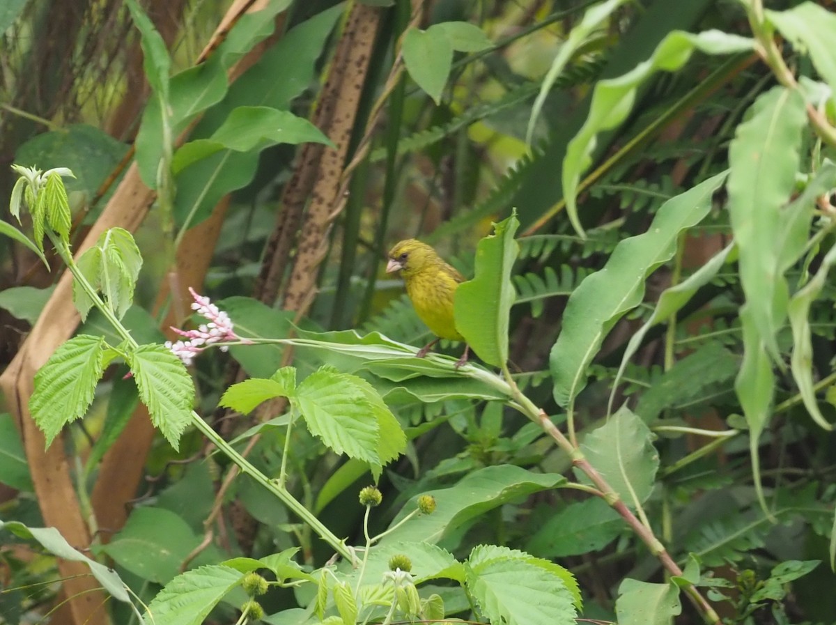 Papyrus Canary - Stephan Lorenz