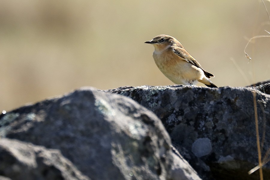 Northern Wheatear - Francisco Barroqueiro