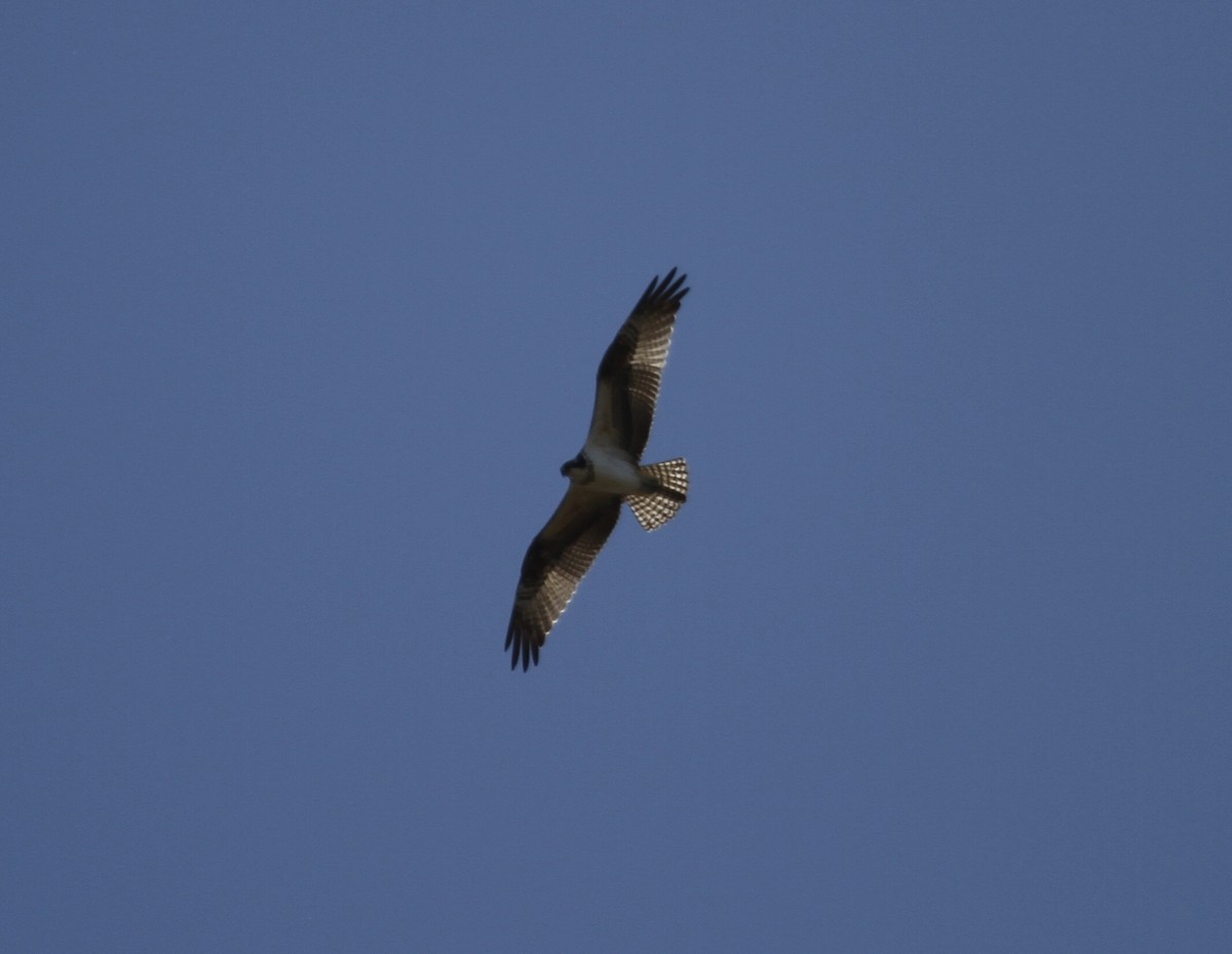 Osprey (carolinensis) - Sam Manning