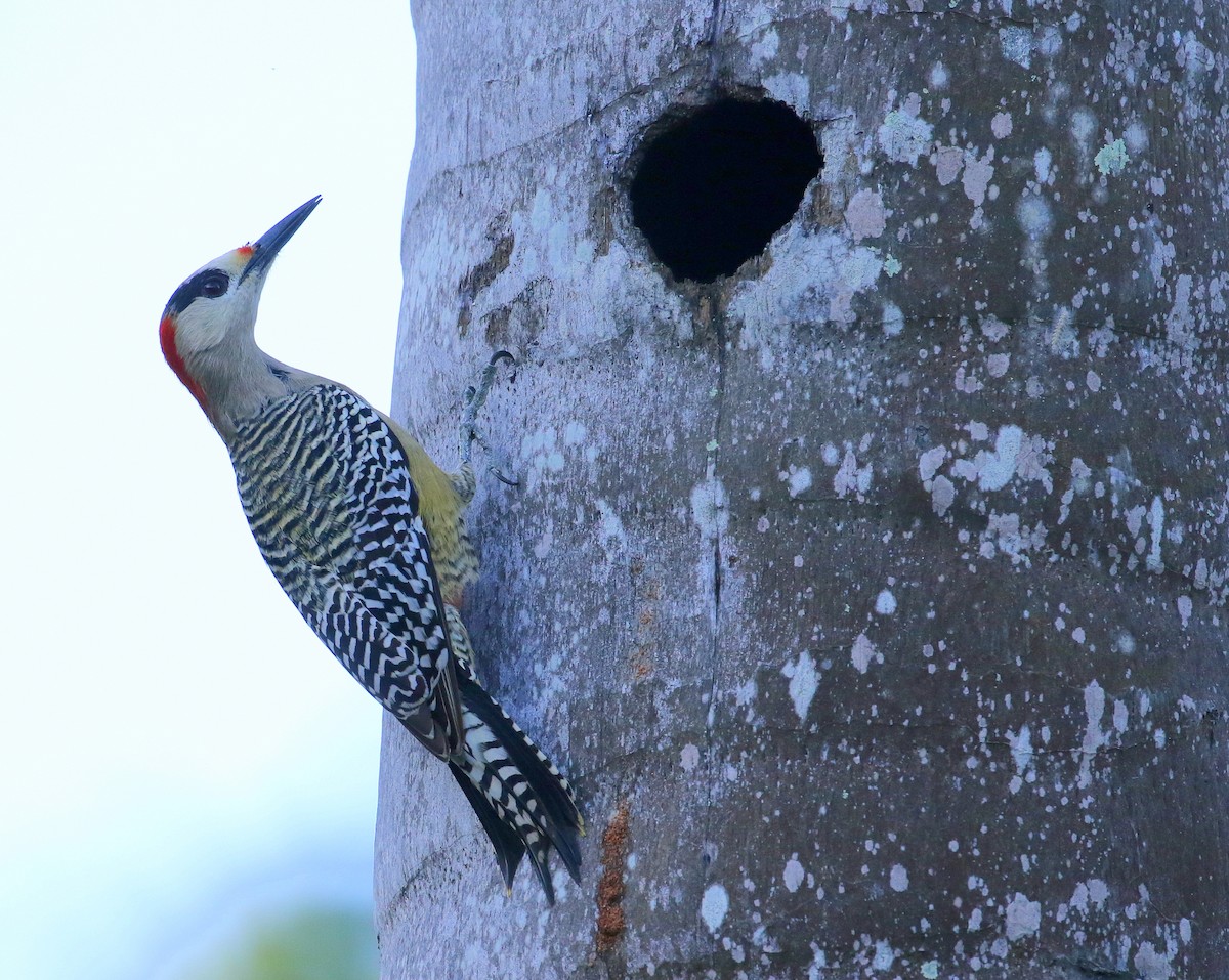 West Indian Woodpecker - Chris Conard