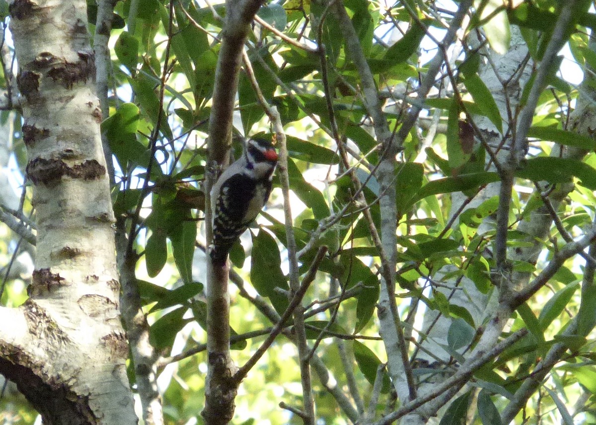 Downy Woodpecker - Betty Holcomb