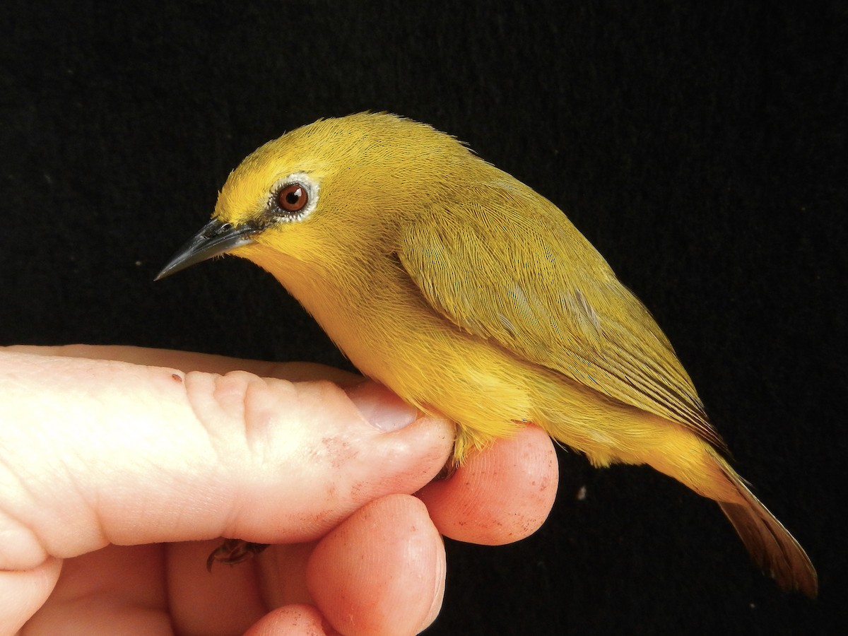 Forest White-eye - ML270537111