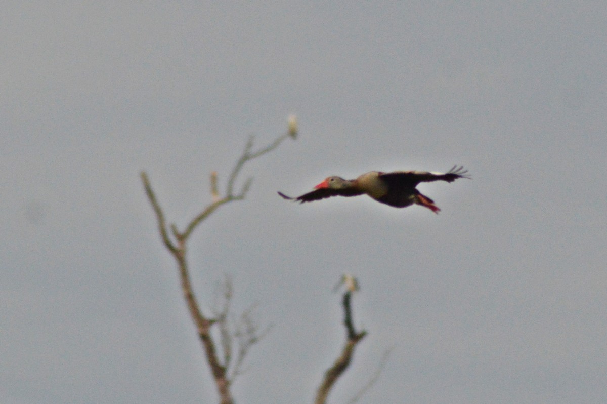 Black-bellied Whistling-Duck - Patrícia Hanate