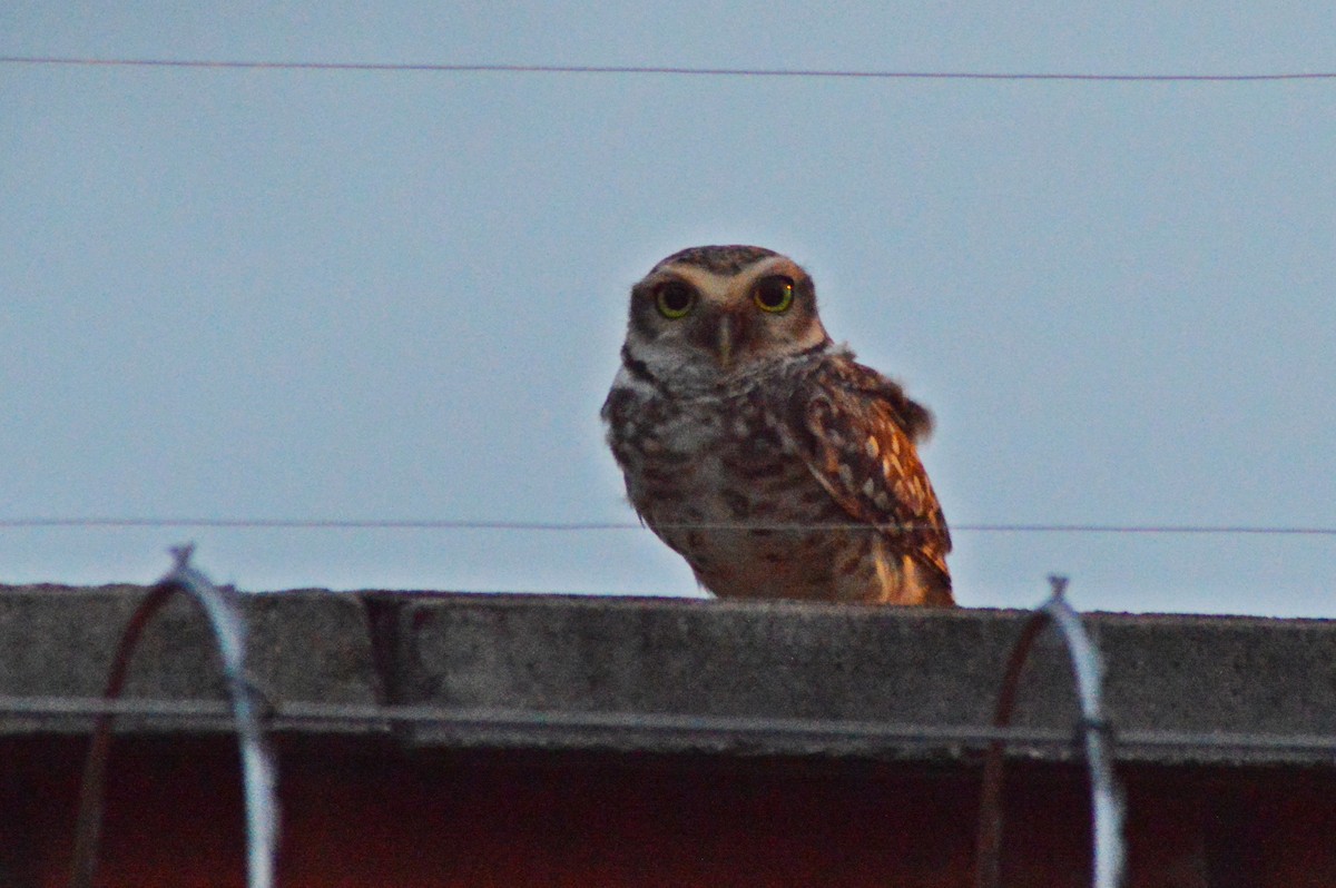 Burrowing Owl - Patrícia Hanate