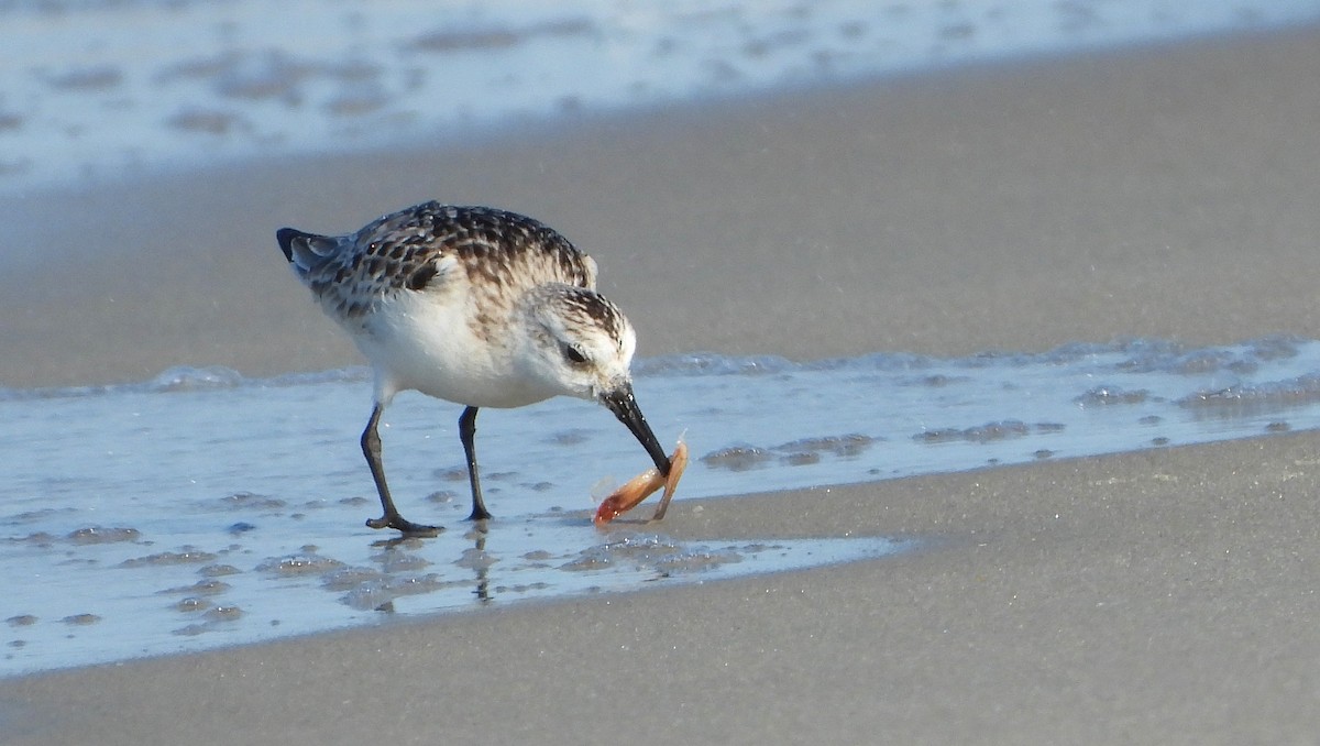 Sanderling - ML270539721