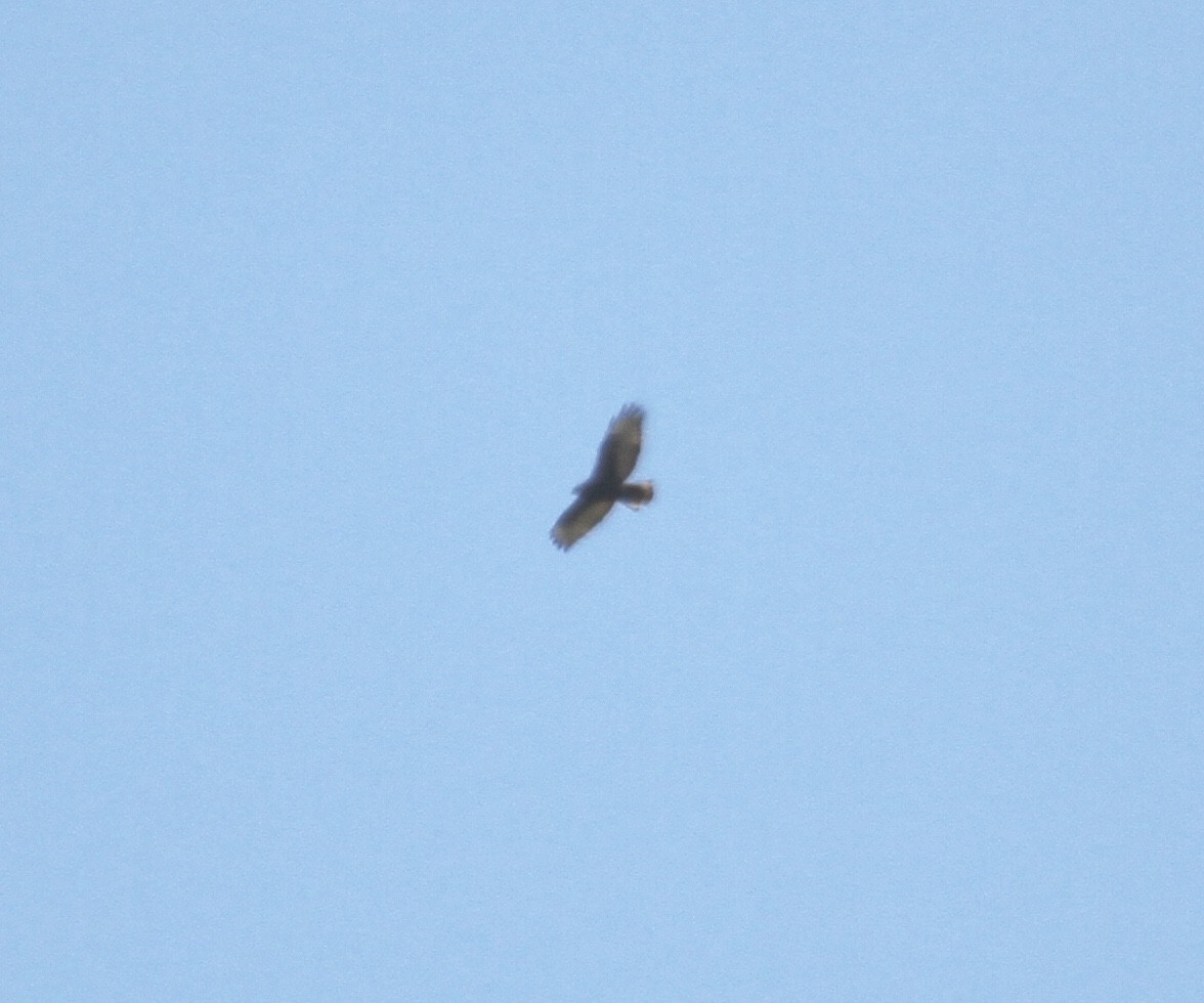 Red-tailed Hawk (calurus/abieticola) - ML270542671