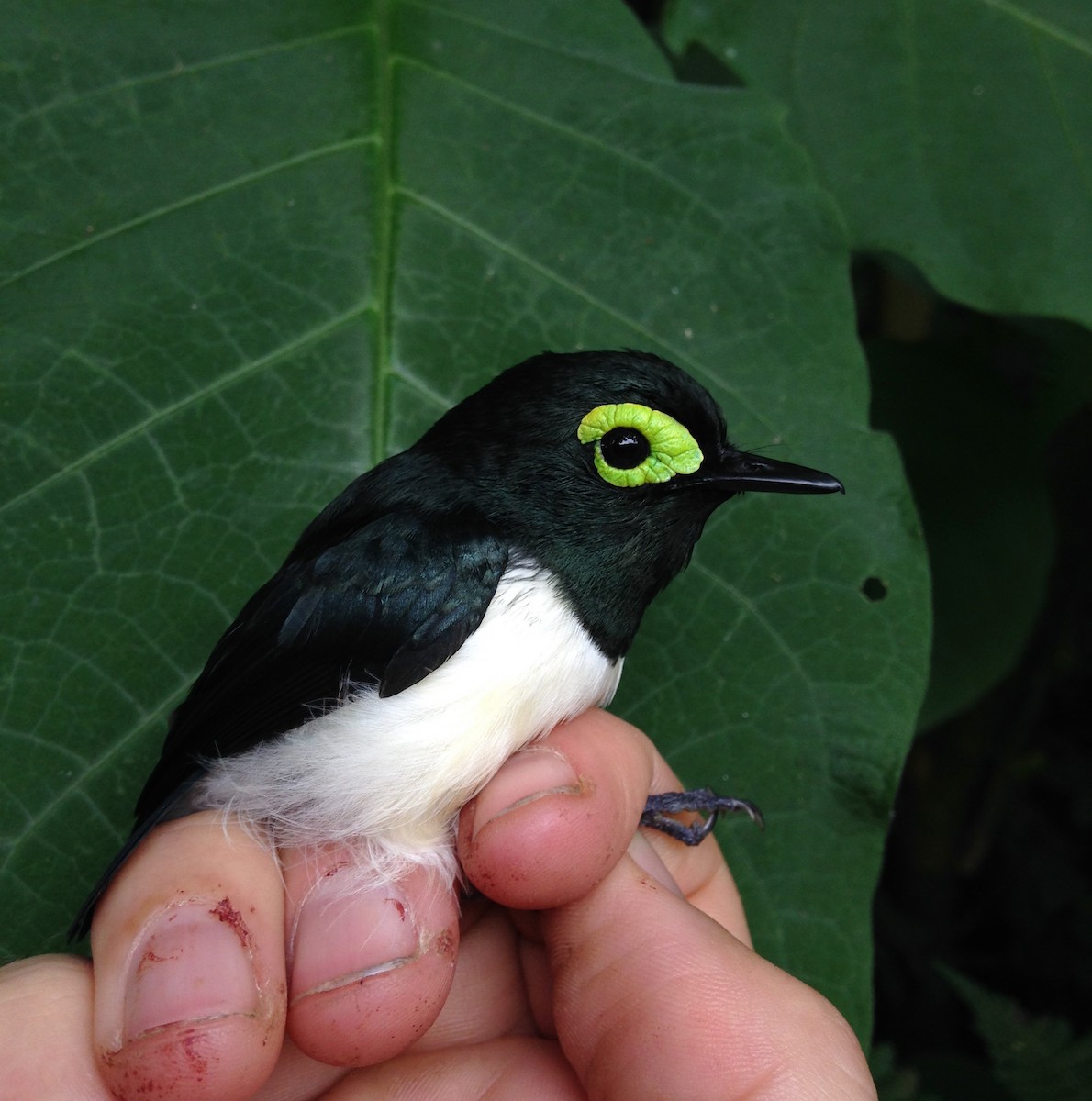 Black-necked Wattle-eye - ML270543341