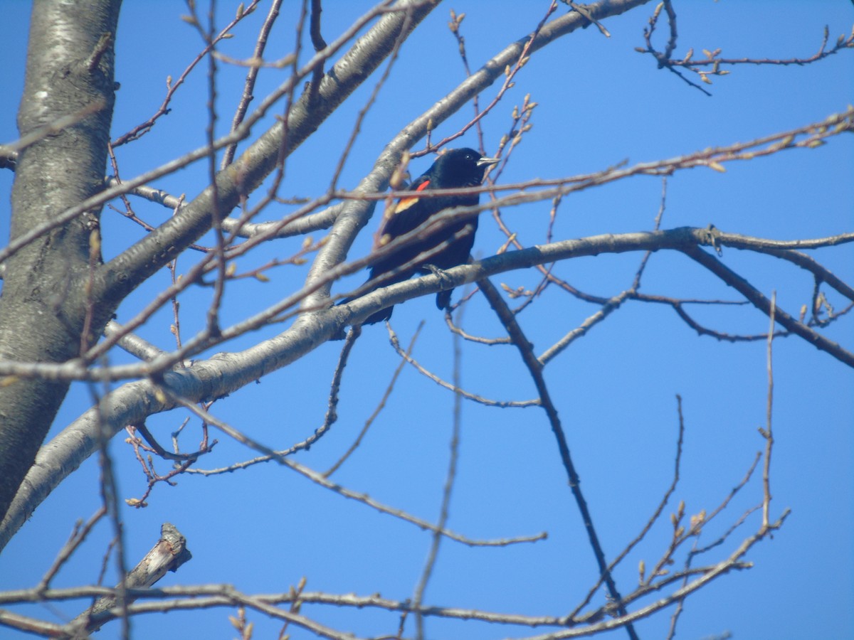 Red-winged Blackbird - ML27054351