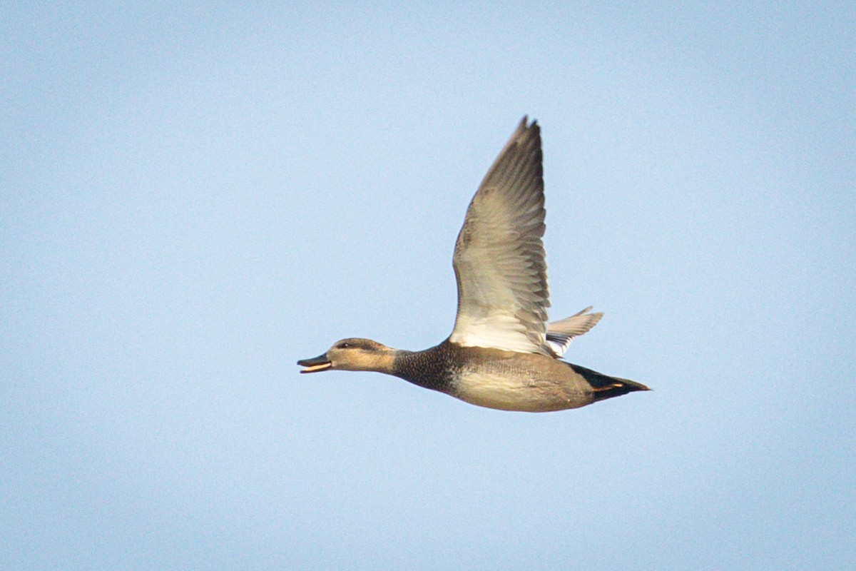 Gadwall - Michael Warner