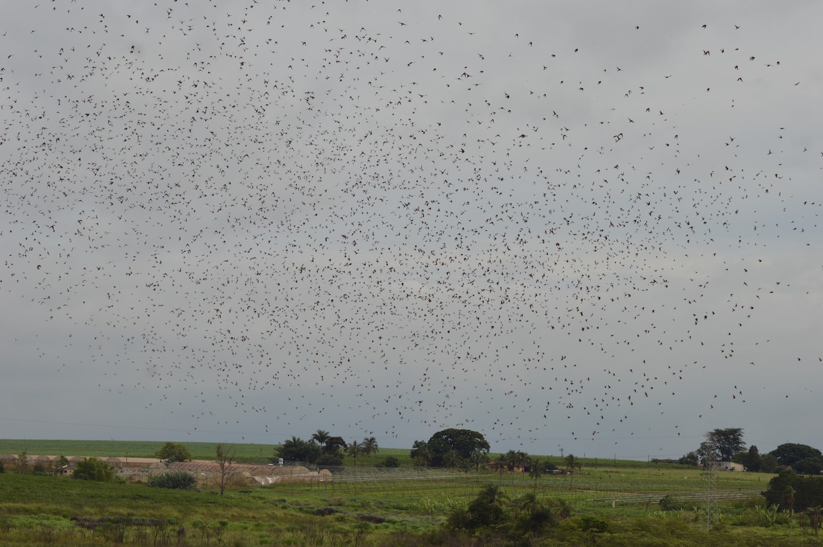 Cliff Swallow - ML270543781