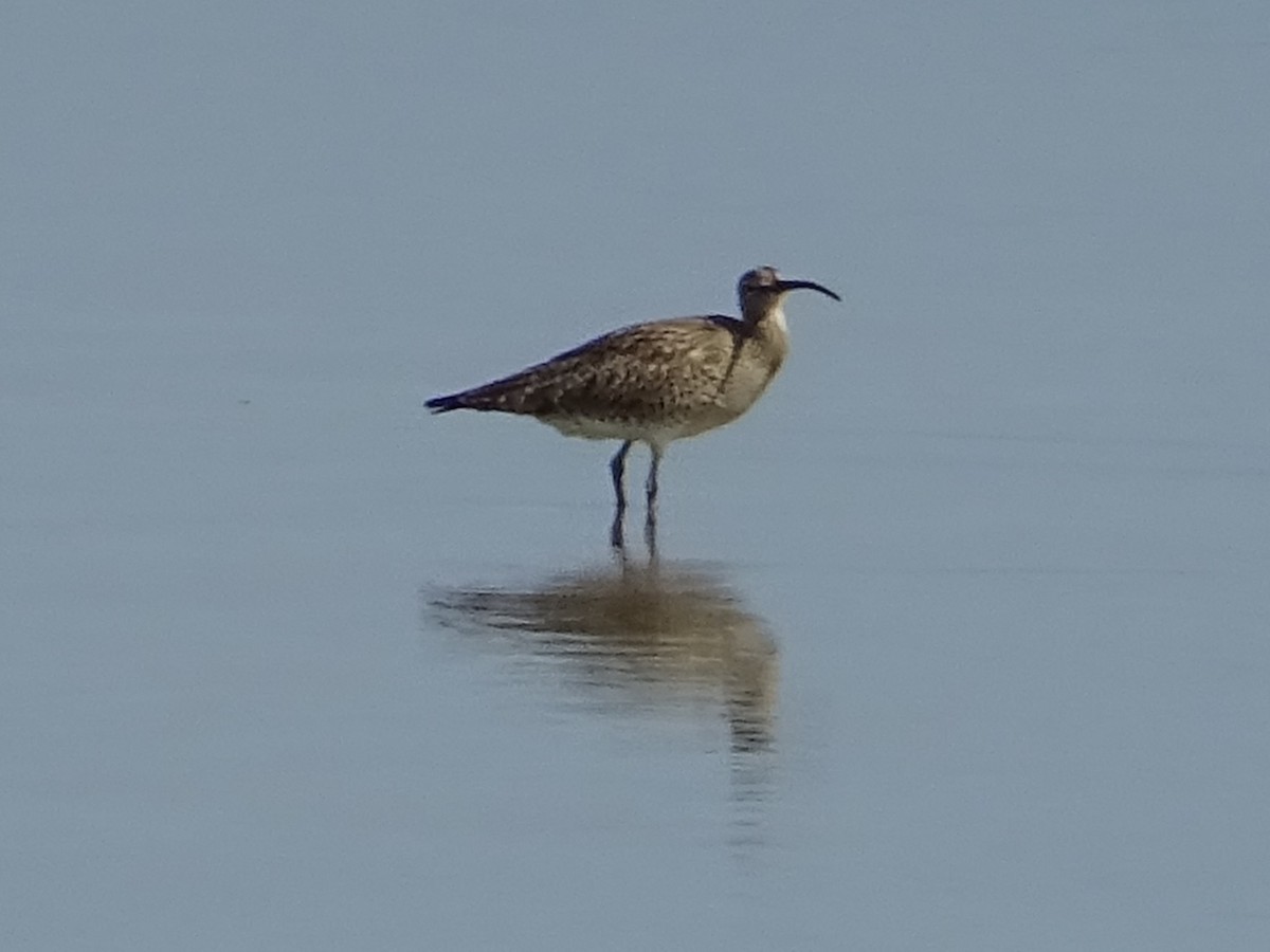 Whimbrel - James Court