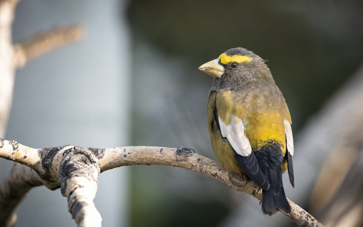 Evening Grosbeak - ML270544111