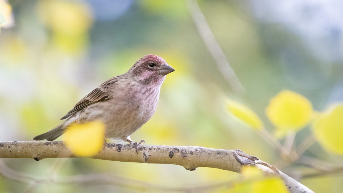 Cassin's Finch - ML270544331