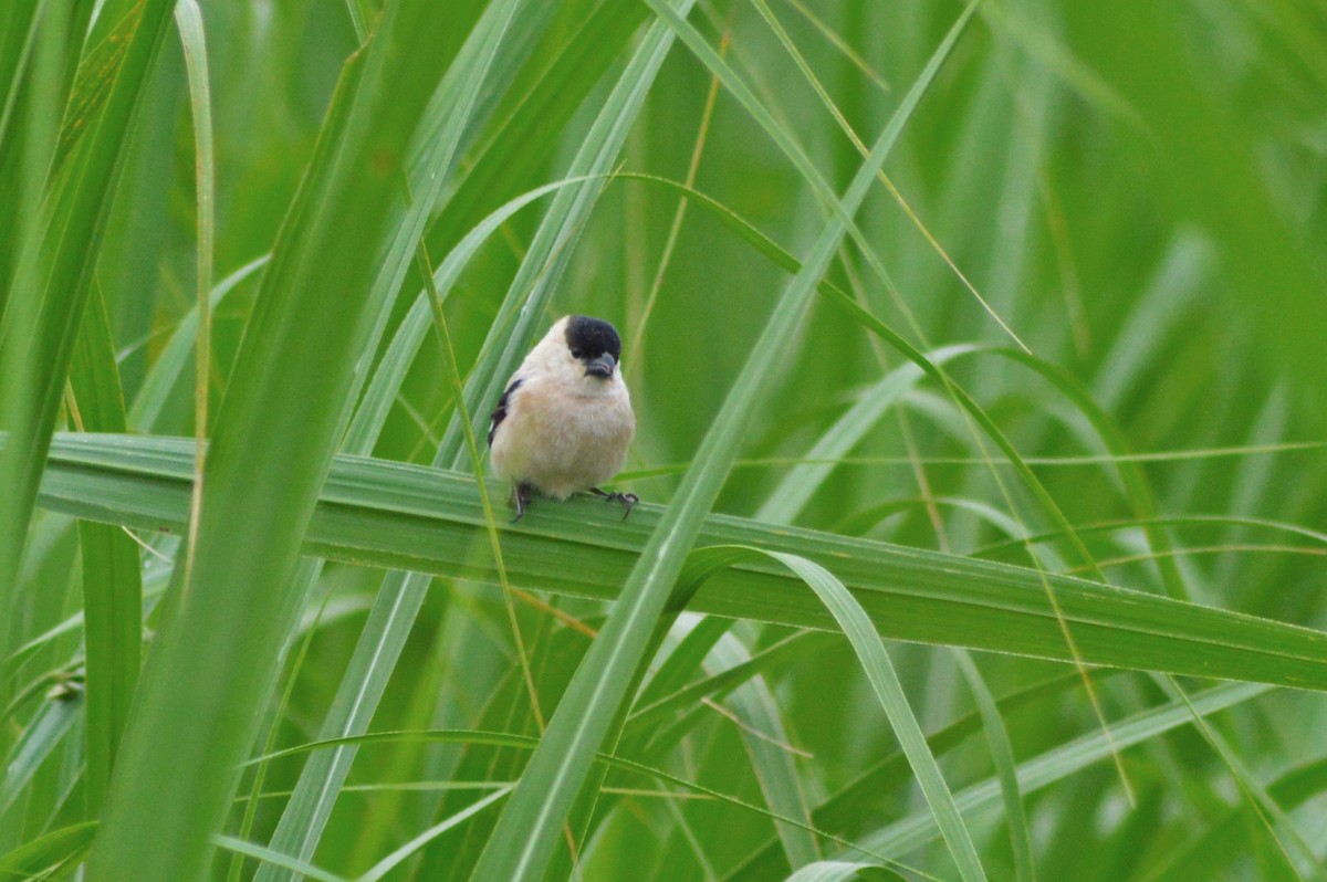 Pearly-bellied Seedeater - Patrícia Hanate