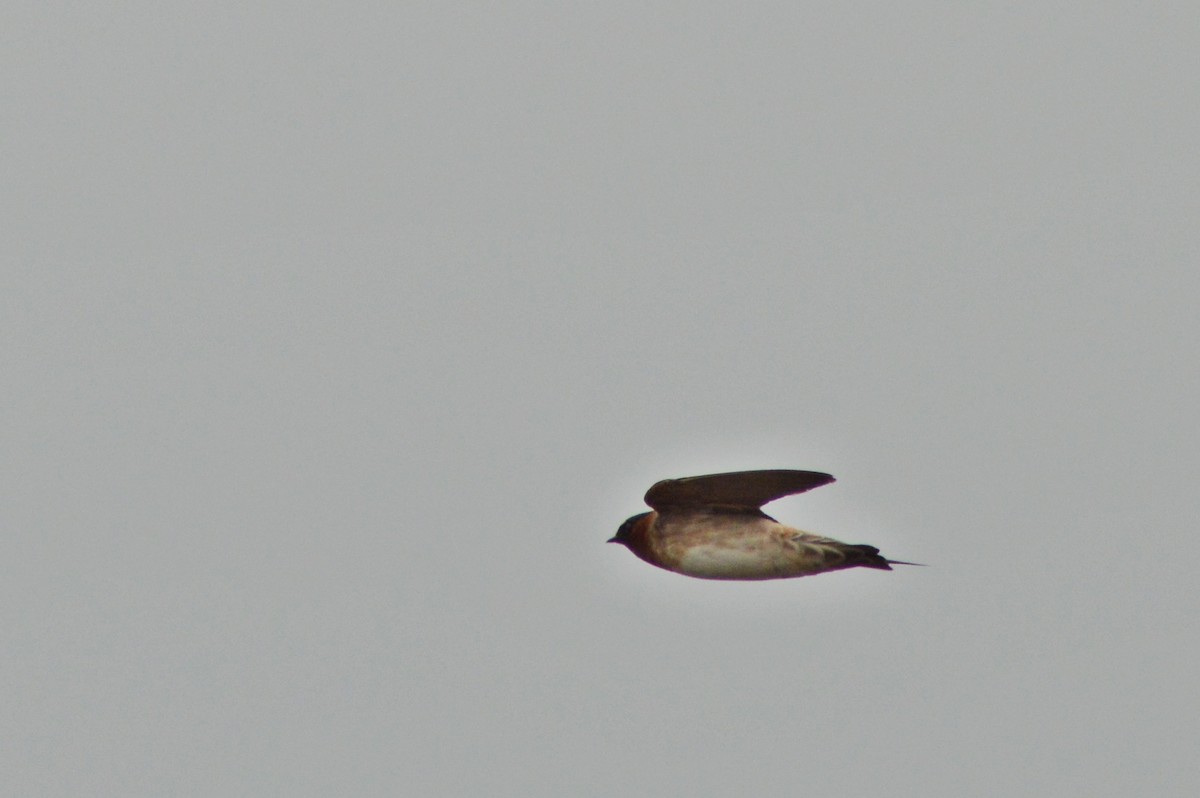 Cliff Swallow - ML270544581