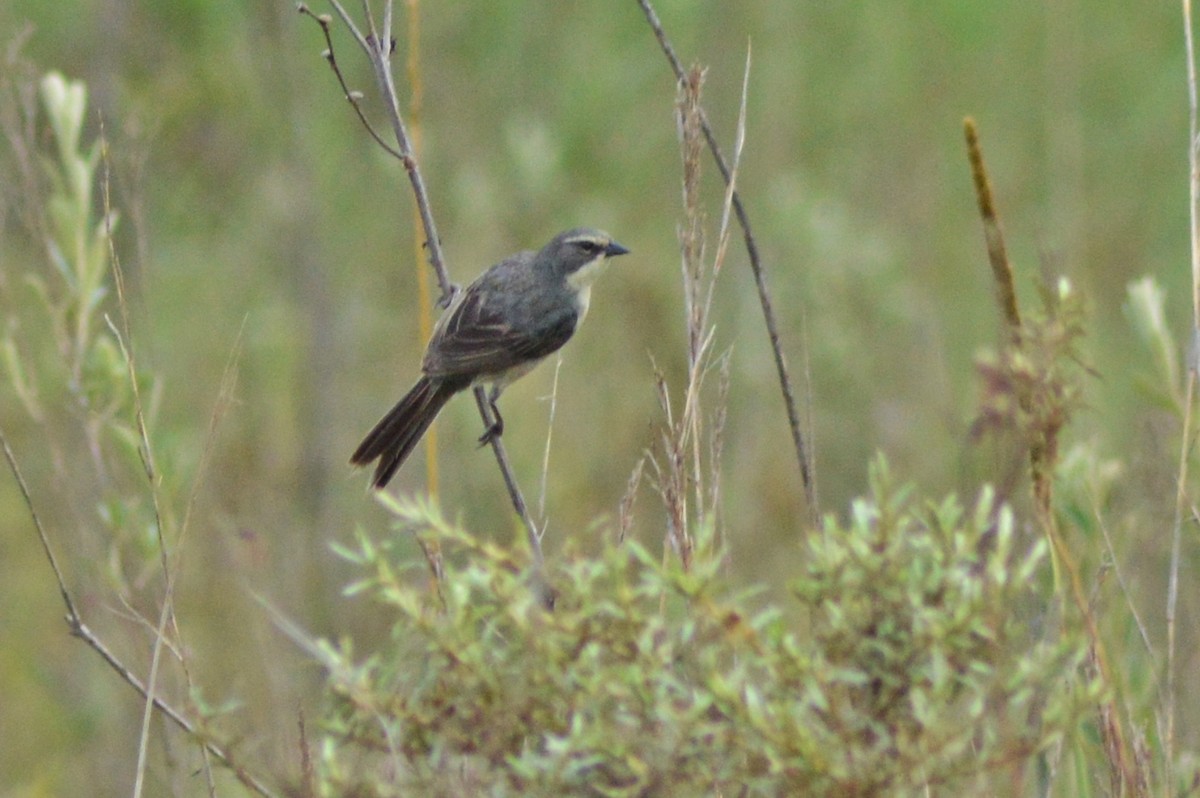 Long-tailed Reed Finch - Patrícia Hanate