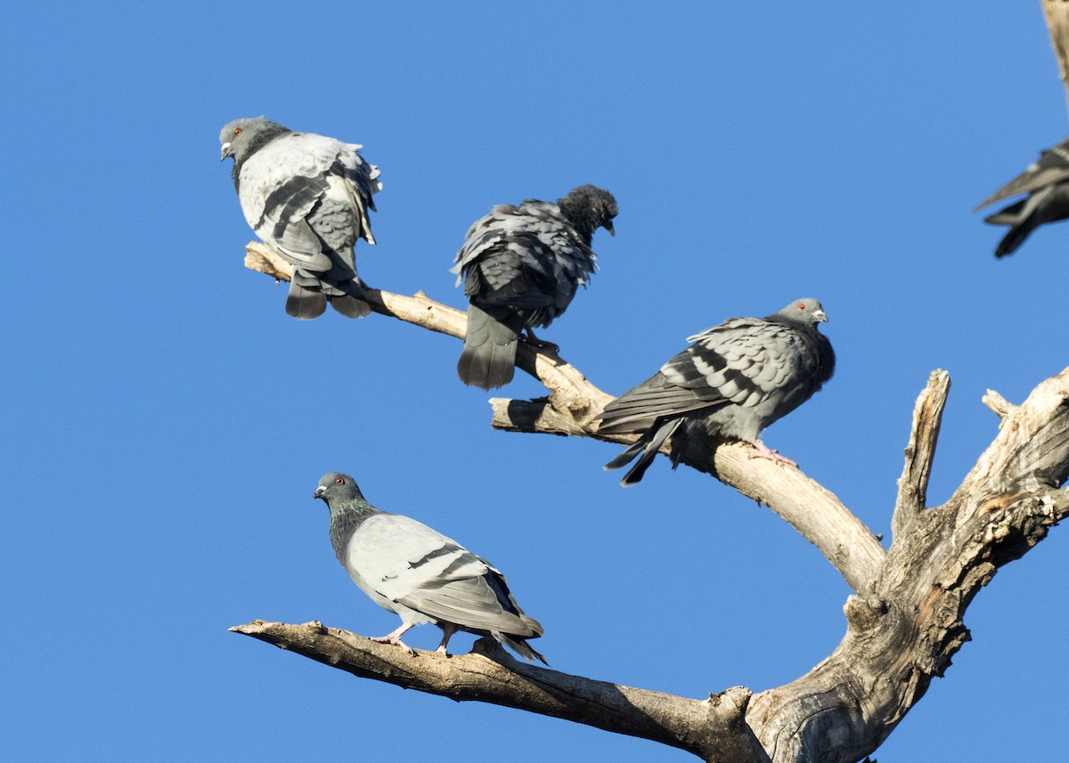 Rock Pigeon (Feral Pigeon) - ML270544711