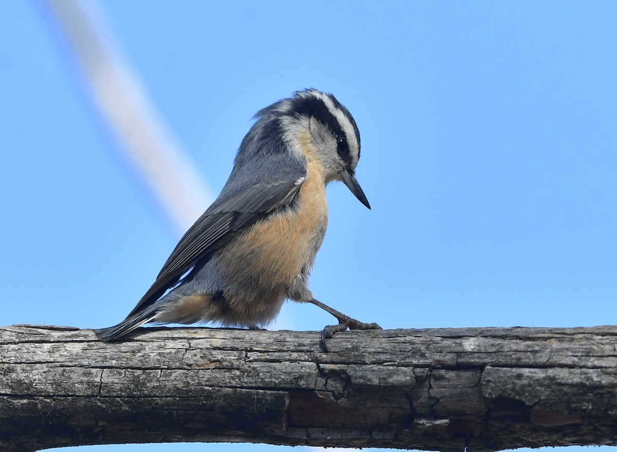 Red-breasted Nuthatch - ML270544961