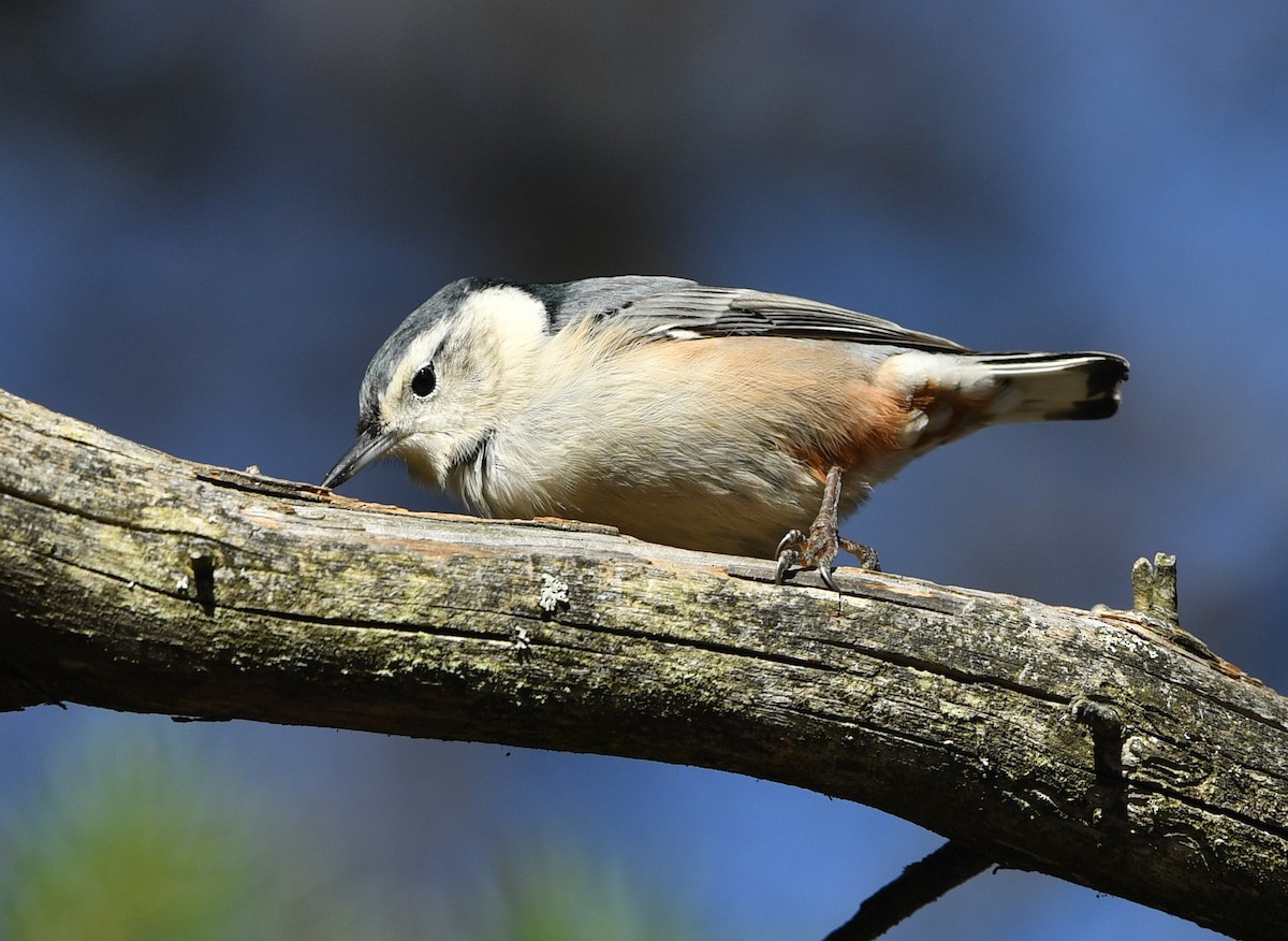 White-breasted Nuthatch - ML270545071