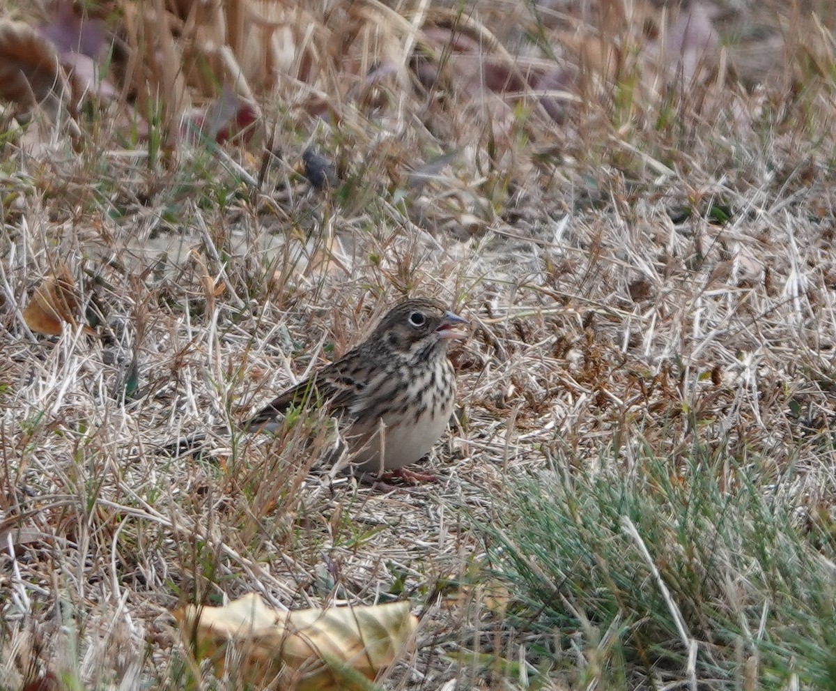 Vesper Sparrow - ML270545191