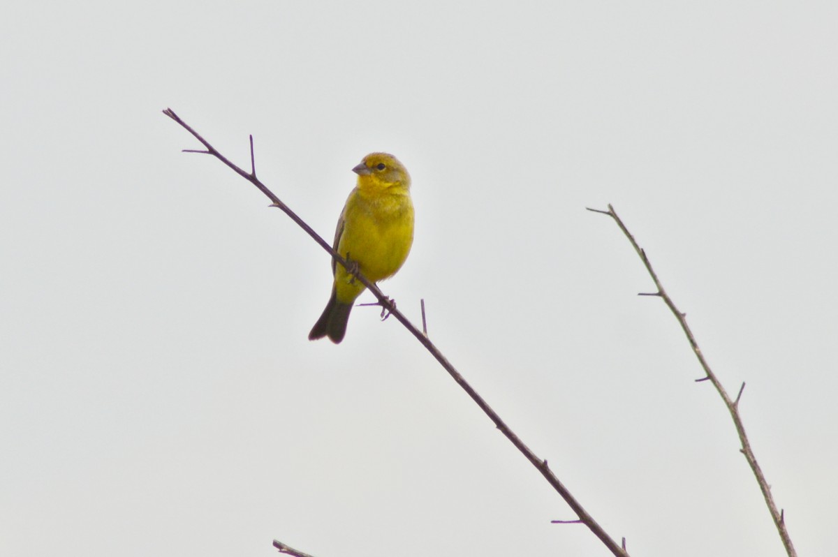 Grassland Yellow-Finch - Patrícia Hanate