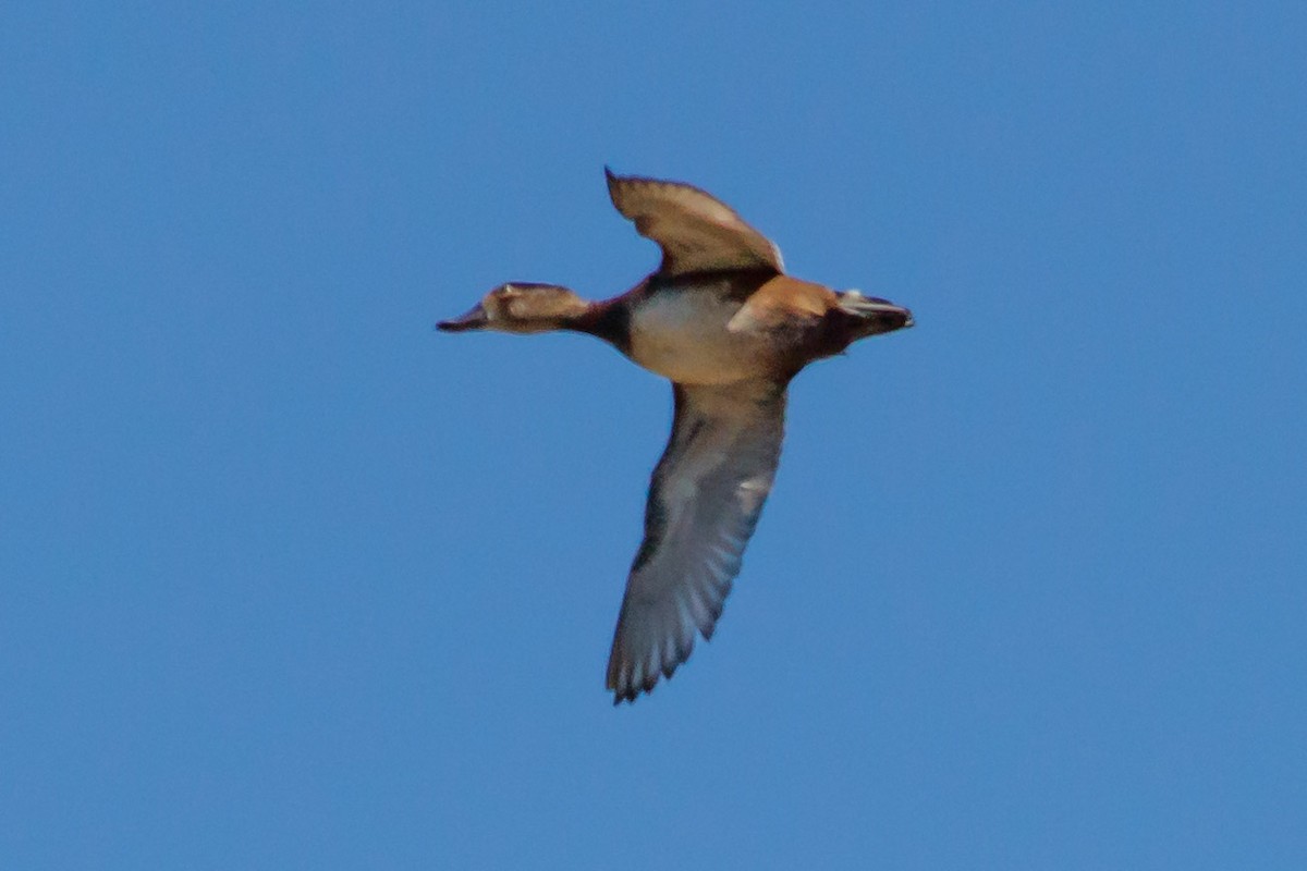 Ring-necked Duck - Carole Rose