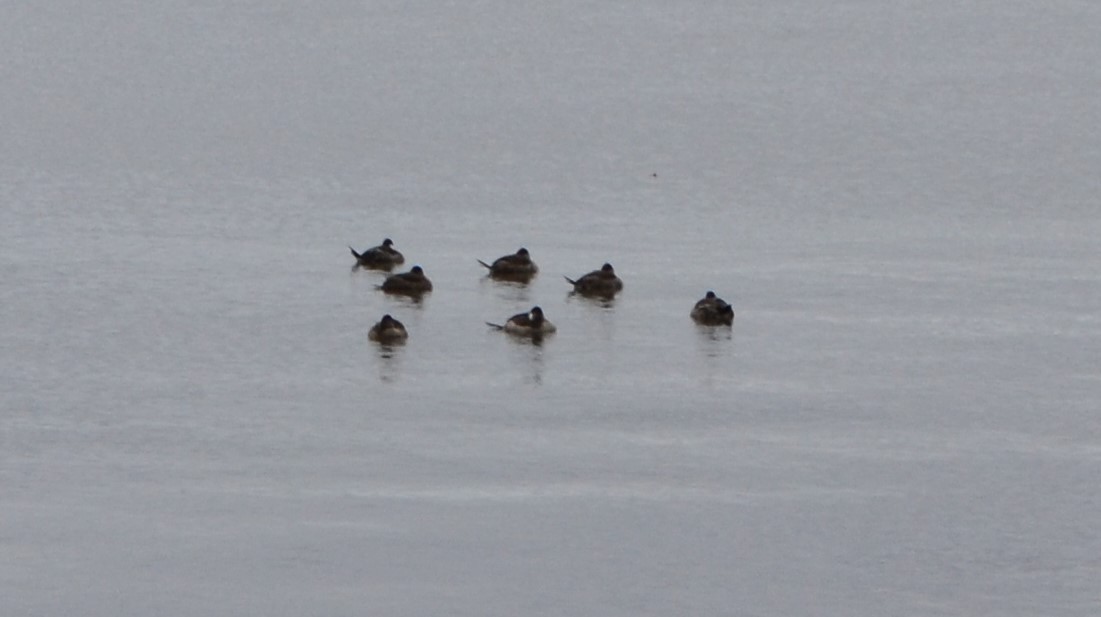 Ruddy Duck - ML270546011