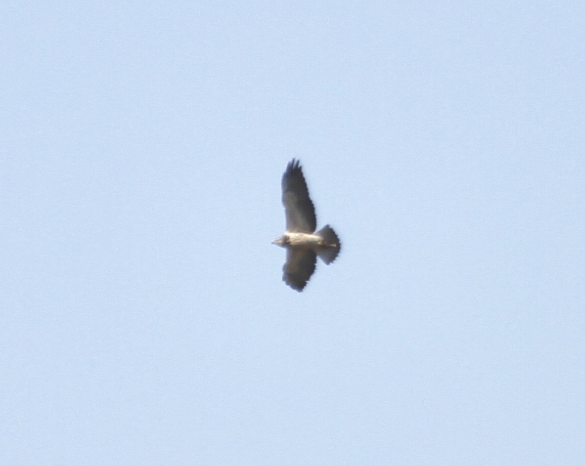 Swainson's Hawk - ML270546681