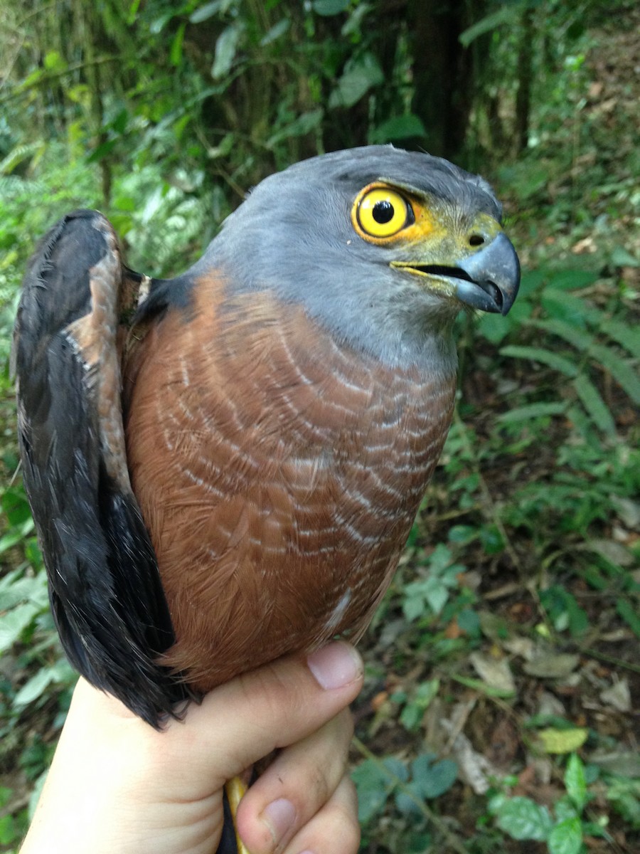 African Goshawk (Bioko) - ML270548671