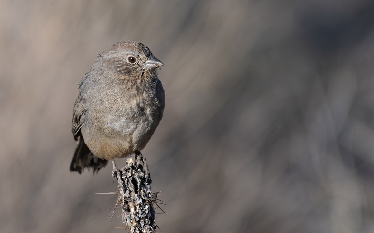 Canyon Towhee - ML270548741