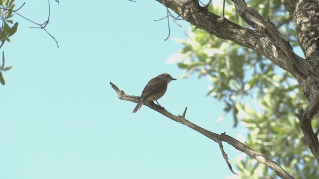 African Dusky Flycatcher - ML270549581