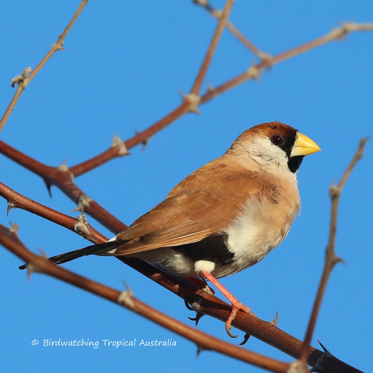 Masked Finch - ML270549621