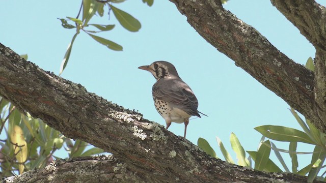 Groundscraper Thrush - ML270549731