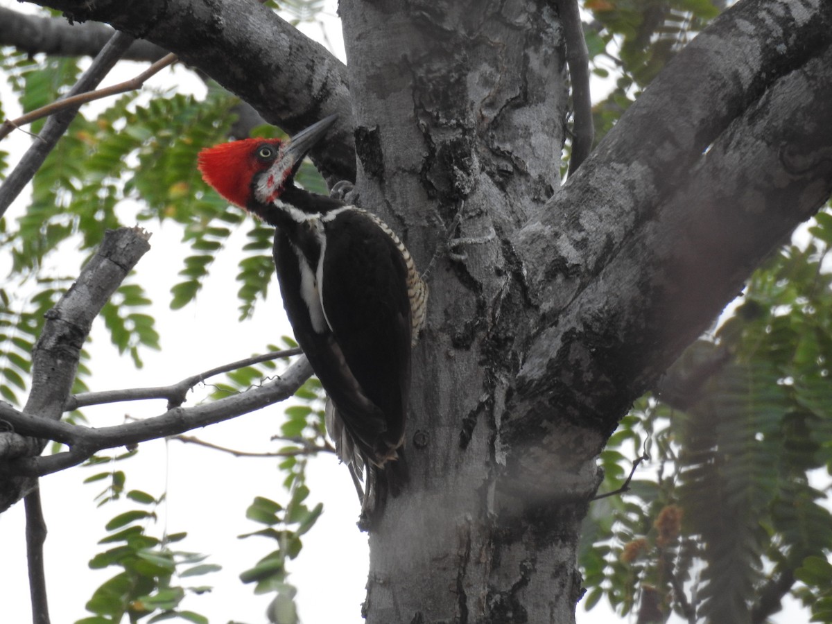 Guayaquil Woodpecker - ML270550471