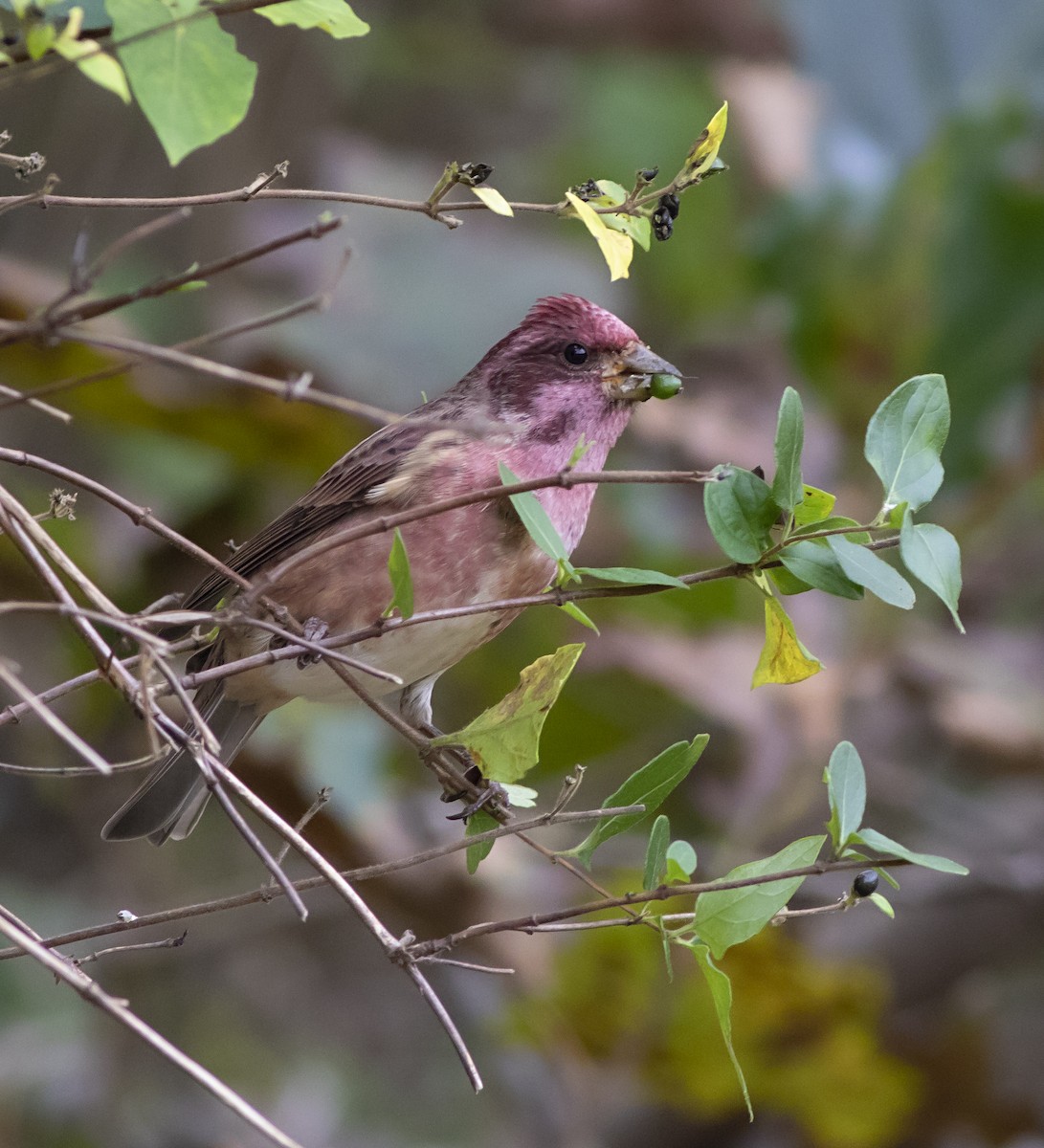 Purple Finch - ML270550941