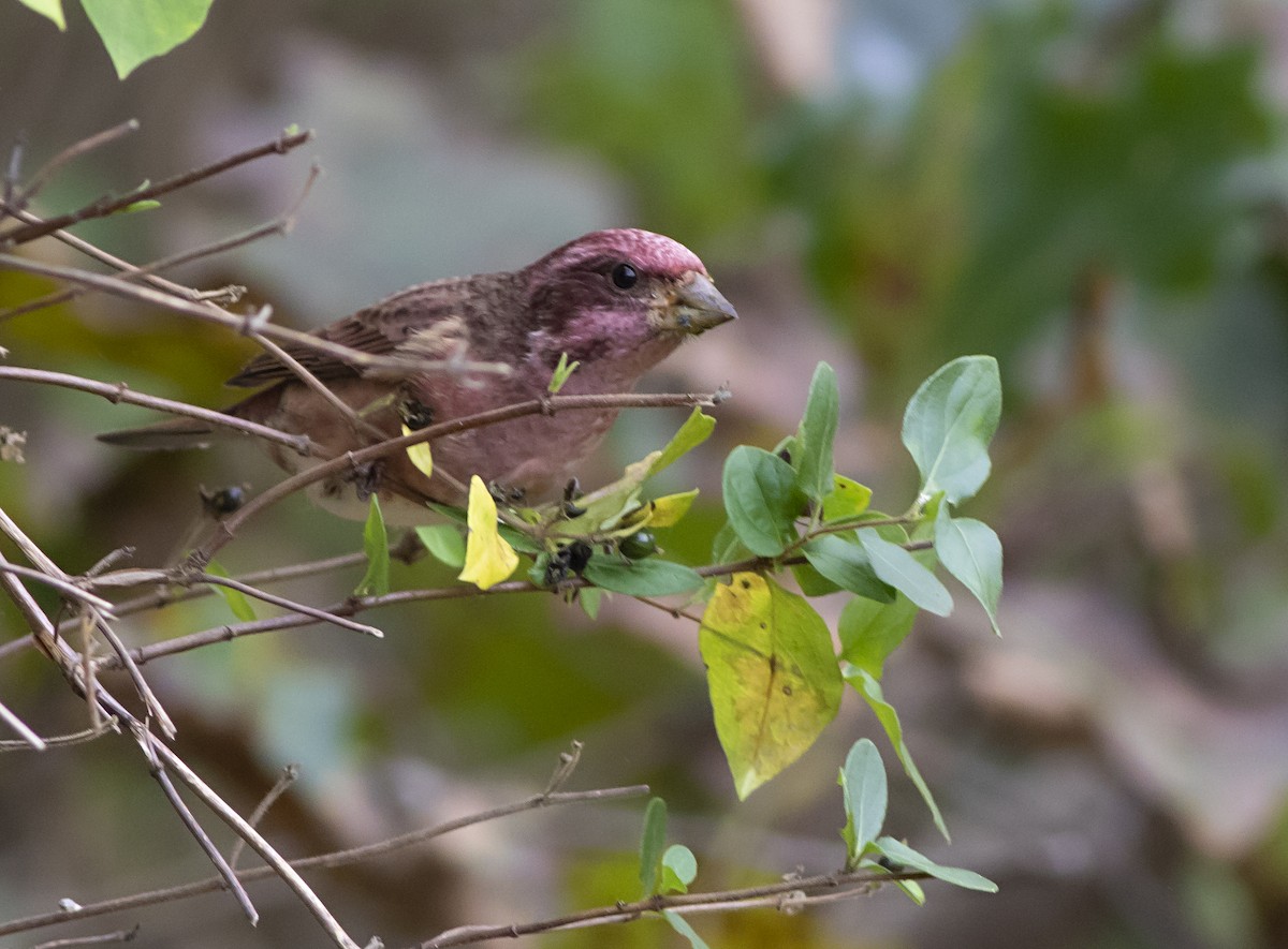 Purple Finch - ML270551081