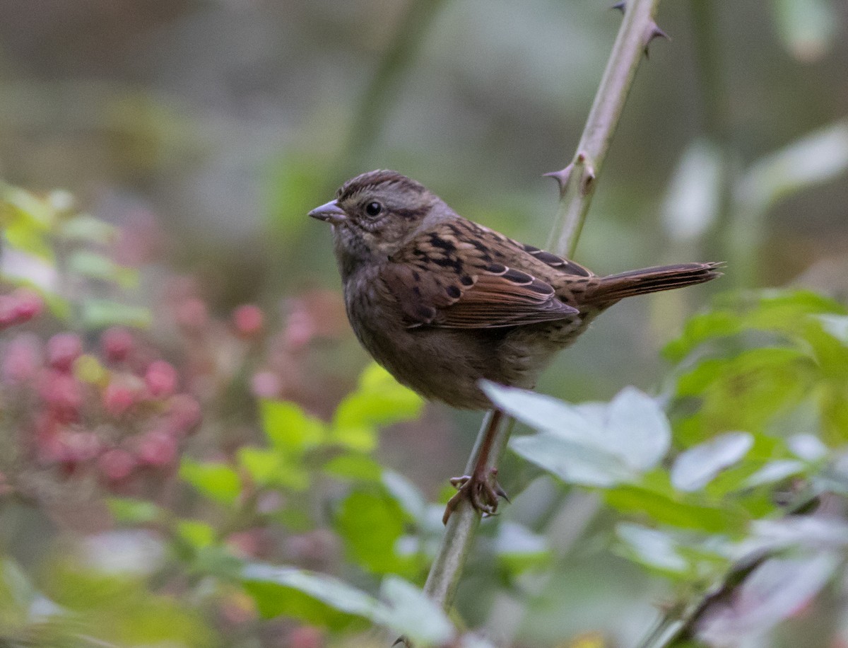 Swamp Sparrow - ML270551171