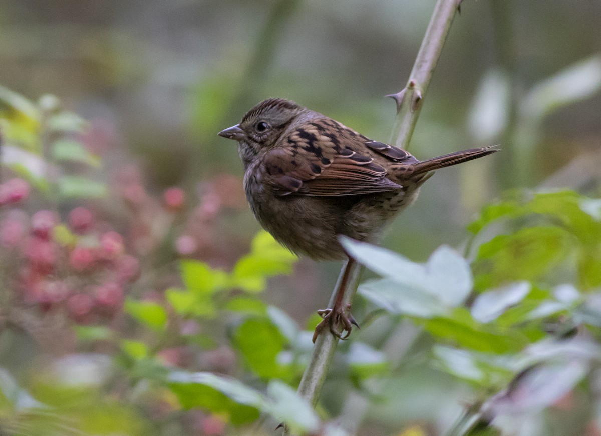 Swamp Sparrow - ML270551181