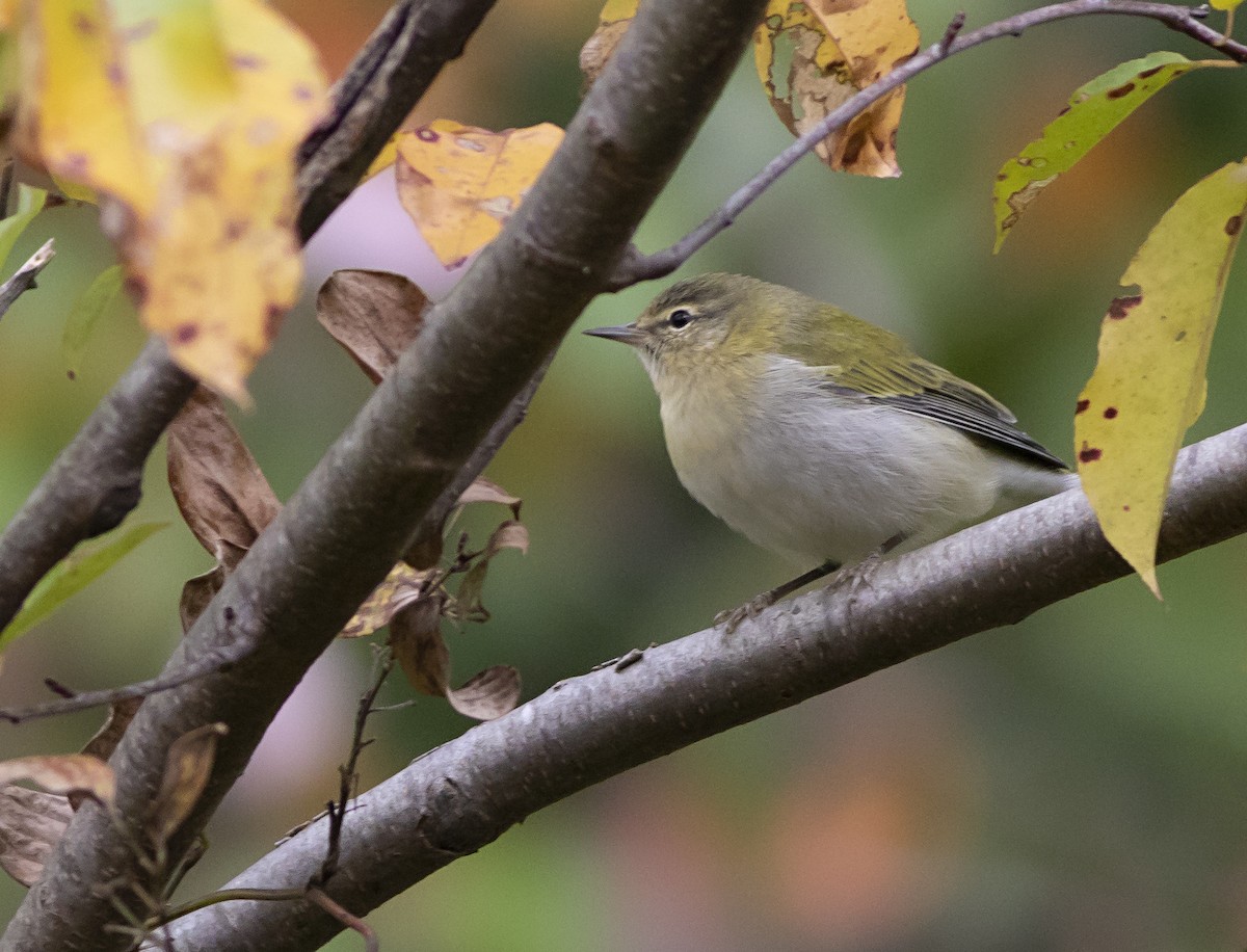 Tennessee Warbler - ML270551331