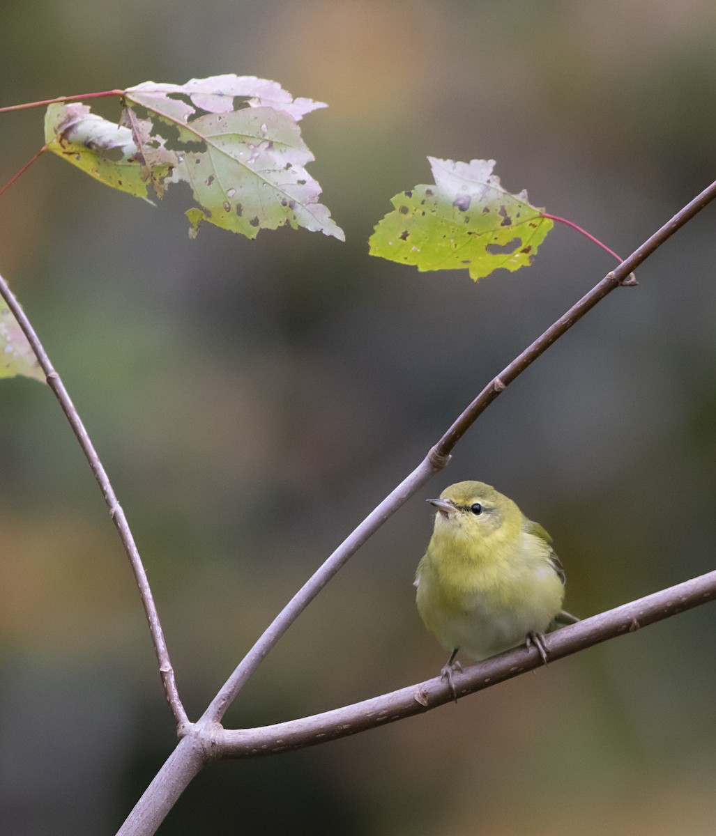 Tennessee Warbler - ML270551351