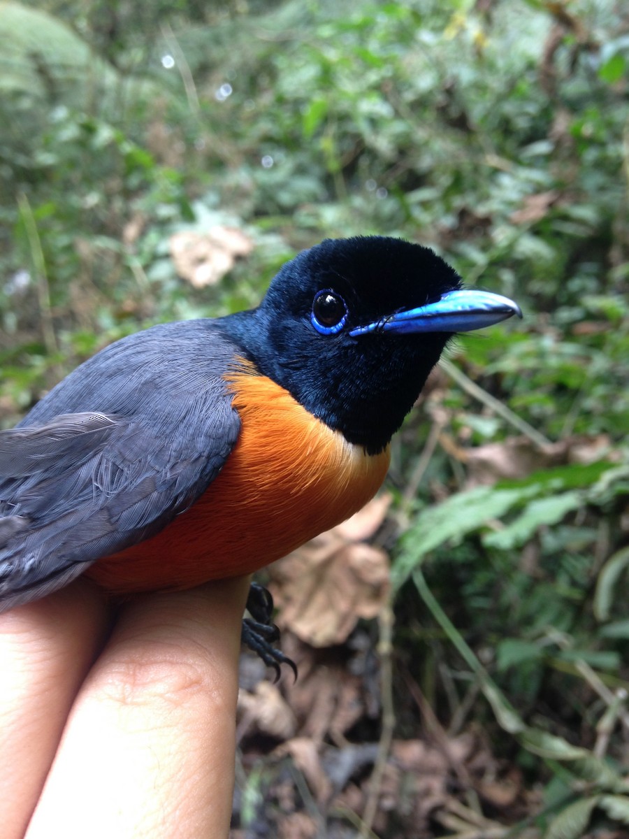 Black-headed Paradise-Flycatcher (Tricolored) - ML270551771