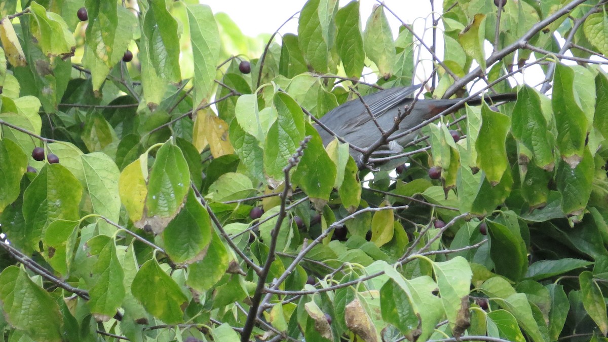 Gray Catbird - ML270551961