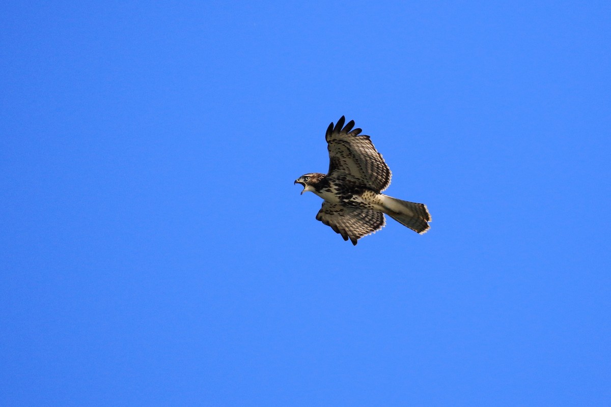 Red-tailed Hawk - ML270552451