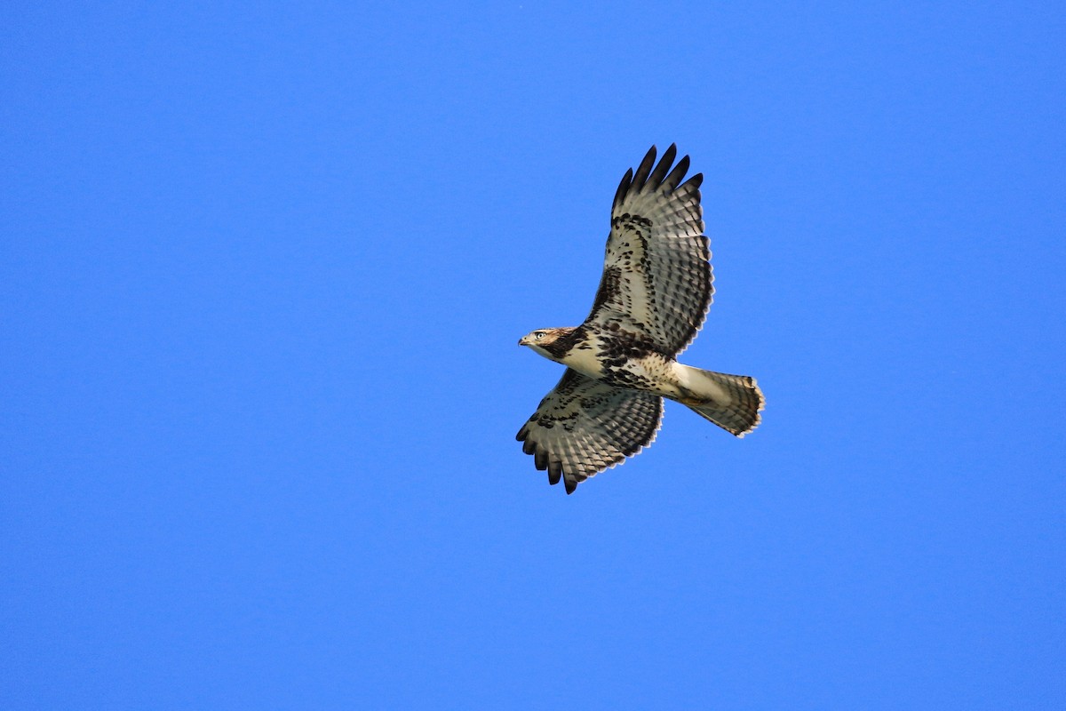 Red-tailed Hawk - ML270552481